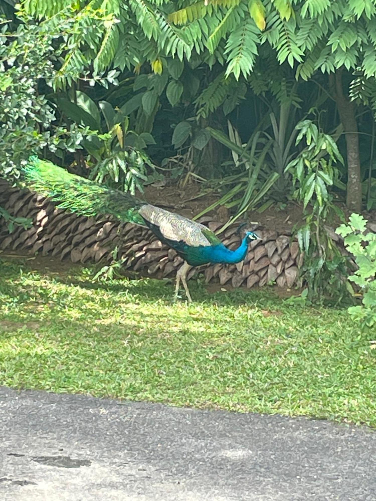 Surveyor'S Residence Bungalow Kandy Kültér fotó